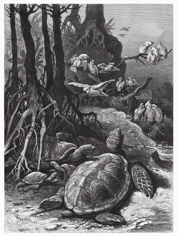 绿海龟(Chelonia mydas)，木版画，出版于1885年